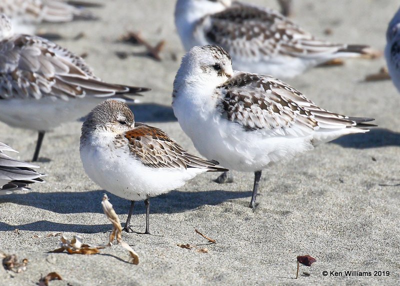 Western Sandpiper & Sanderling juveniles, Bodago Bay, CA, 9-28-19, Jpa_05230.jpg