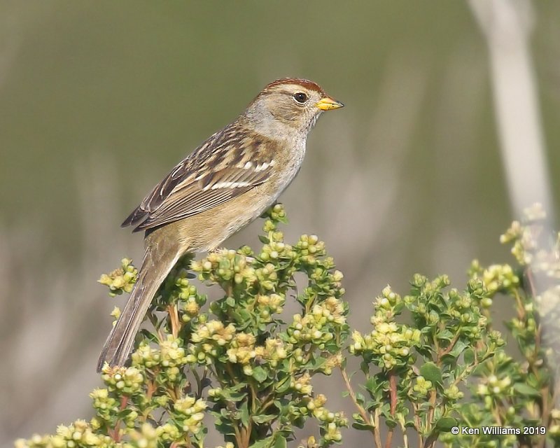 White-crowned Sparrow juvenile, Elkhorn Slough, CA, 9-26-19, Jpa_04168.jpg