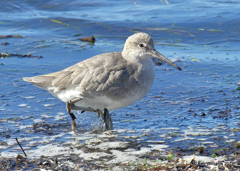 Willet, Western ssp nonbreeding, Bodago Bay, CA, 9-28-19, Jpa_05582.jpg