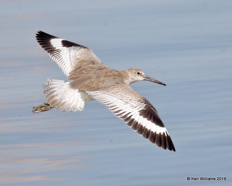 Willet, Western ssp nonbreeding, Great Salt Lake, UT, 9-30-19, Jpa_06583.jpg