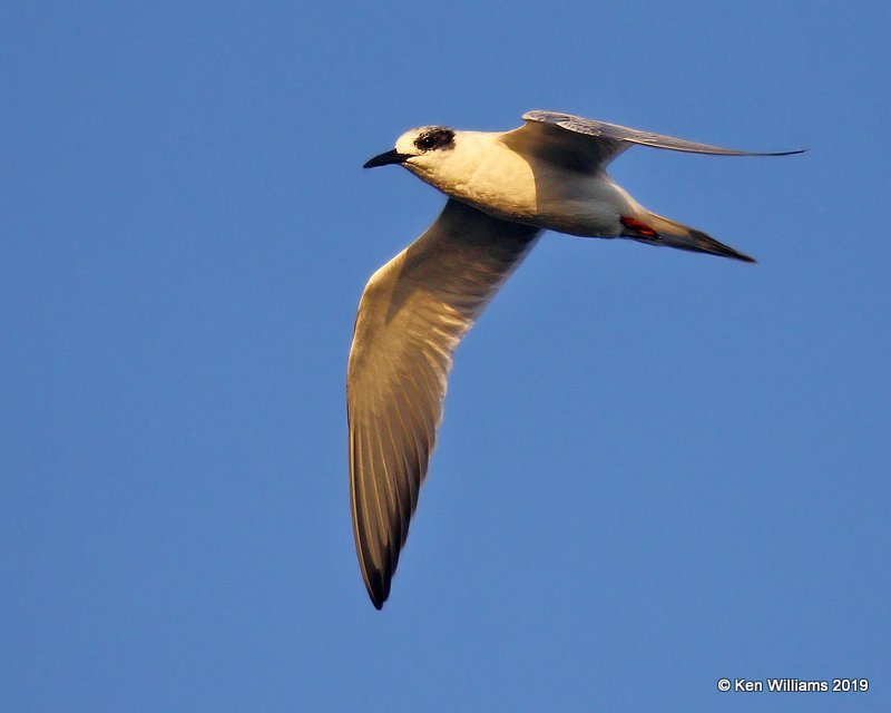 Forster's Term nonbreeding, Wagoner Co, OK, 10-4-19, Jpa_41553.jpg