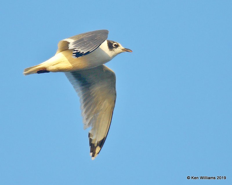 Franlin's Gull nonbreeding, Wagoner Co, OK, 10-4-19, Jpa_41623.jpg