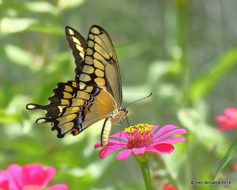 Giant Swallowtail, Rogers Co yard, OK, 8-5-19, Jpa_40500.jpg
