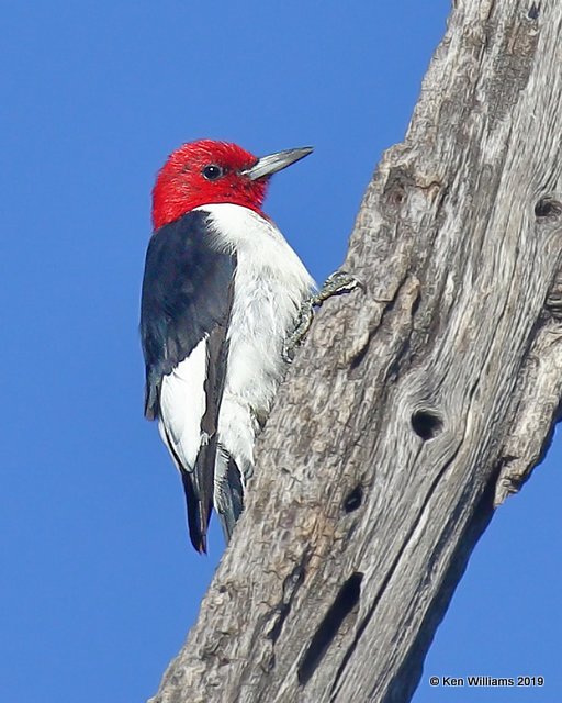 Red-headed Woodpecker, Tulsa Co, OK, 10-21-19, Jpa_42178.jpg