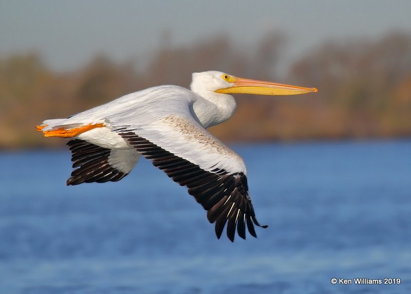 American White Pelican juvenile, Lake Hefner, Oklahoma Co, OK, 11-15-19, Jpa_42938.jpg