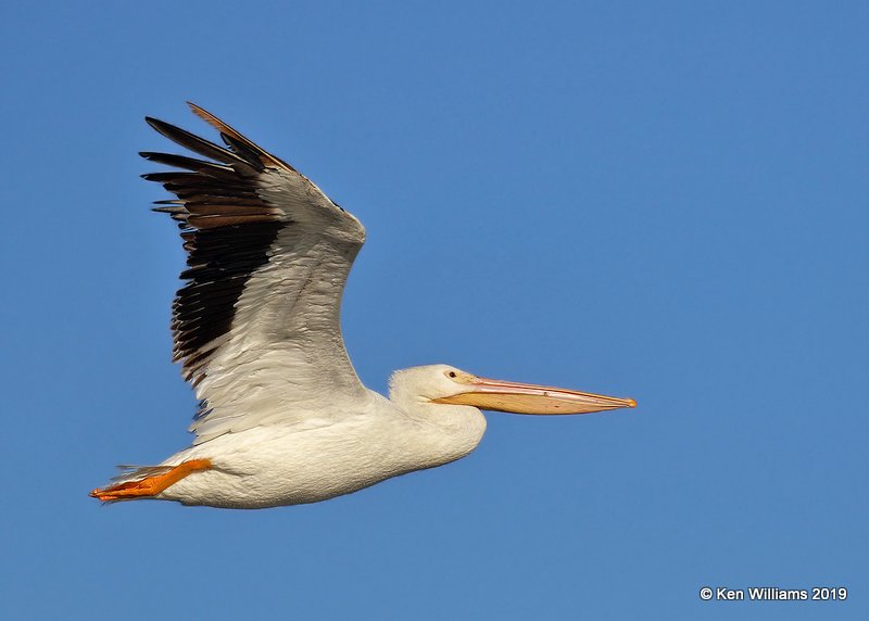 American White Pelican, Lake Hefner, Oklahoma Co, OK, 11-15-19, Jpa_42906.jpg