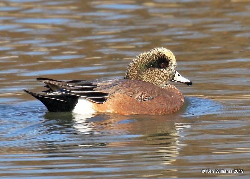 American Wigeon male, Tulsa Co, OK, 11-15-19, Jpa_43125.jpg