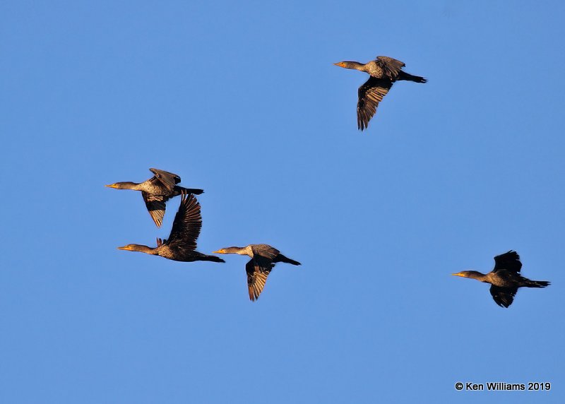 Double-crested Cormorant, Lake Hefner, Oklahoma Co, OK, 11-15-19, Jpa;_42832.jpg