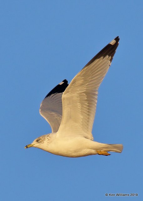 Ring-billed Gull, Lake Hefner, Oklahoma Co, OK, 11-15-19, Jpa_42818.jpg