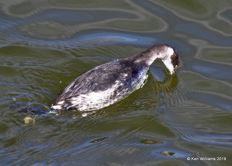 Eared Grebe nonbreeding plumage, Canadian Co, OK, 12-31-19,  Jpa_44869.jpg