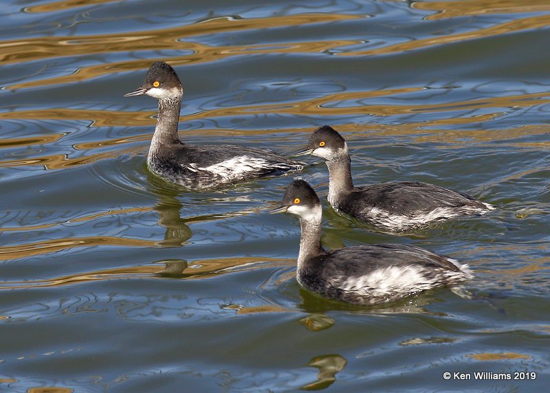 Eared Grebes nonbreeding plumage, Canadian Co, OK, 12-31-19,  Jpa_44977.jpg