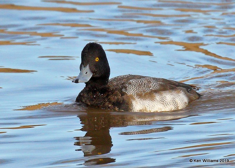 Lesser Scaup male, Oklahoma Co, OK, 12-31-19, Jpa_44536.jpg