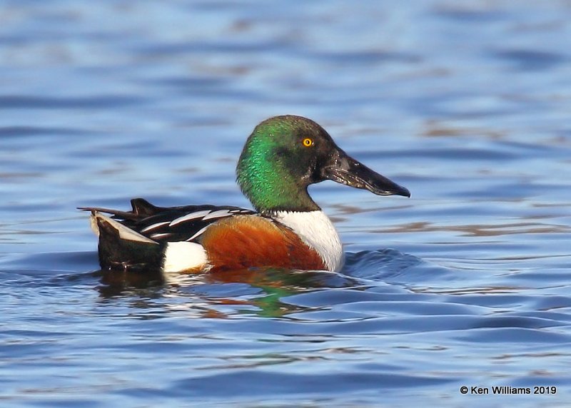 Northern Shoveler male, Tulsa Co, OK, 12-4-19, Jpa_43657.jpg