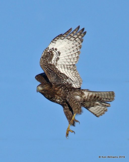 Red-tailed Hawk Harlan's juvenile,  Osage Co, OK, 12-31-19, Jpa_44094.jpg