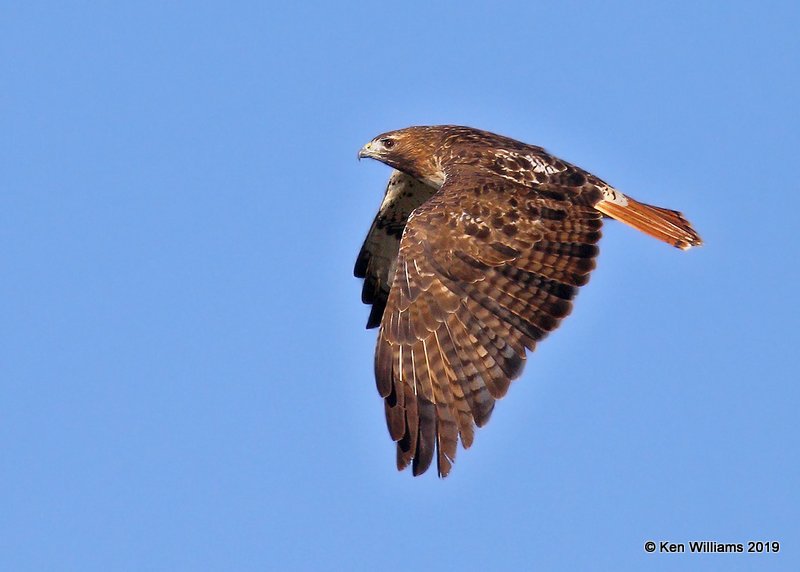 Red-tailed Hawk Western subspecies, Noble Co, OK, 12-31-19, Jpa_43971.jpg