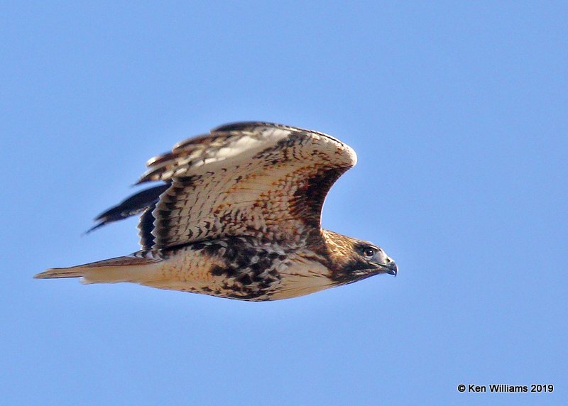 Red-tailed Hawk Northern subspecies, Noble Co, OK, 12-31-19, Jpa_44018.jpg