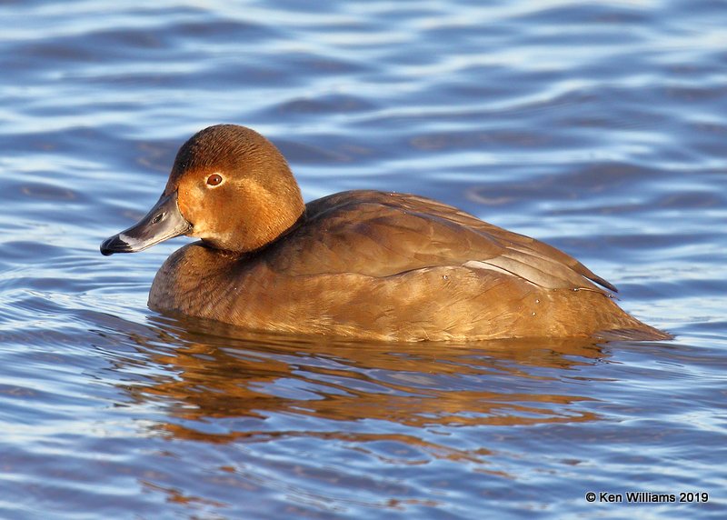 Redhead Duck female, Oklahoma Co, OK, 12-31-19,  Jpa_44373.jpg