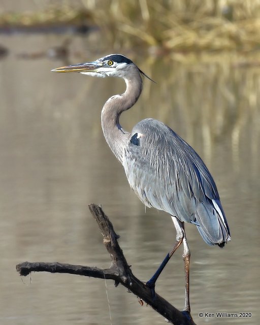 Great Blue Heron, Sequoyah NWR, OK, 1-7-20, Jpa_45365.jpg