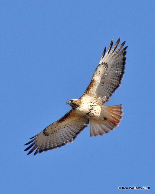 Red-tailed Hawk Eastern subspecies, Osage Co, OK, 1-6-20, Jpa_45237.jpg