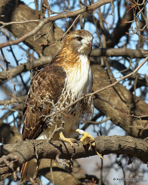 Red-tailed Hawk Eastern subspecies, Sequoyah NWR, OK, 1-7-20, Jpa_45339.jpg