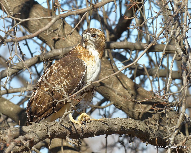Red-tailed Hawk Eastern subspecies, Sequoyah NWR, OK, 1-7-20, Jpa_45351.jpg