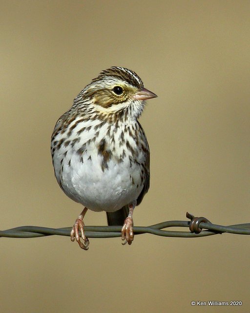 Savannah Sparrow, Osage Co, OK, 1-6-20, Jpa_45087.jpg