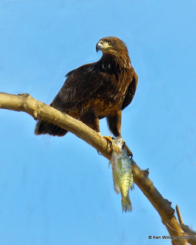 Bald Eagle juvenile, below Grand Lake, OK, 1-27-20, Jpa_45477.jpg