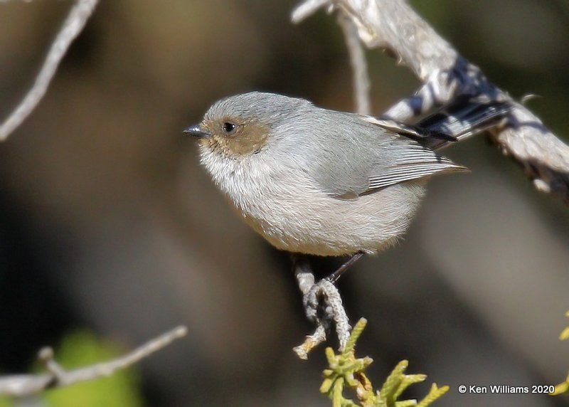 Bushtit male, Cimarron Co, OK, 2-2-20, Jpa_08424.jpg