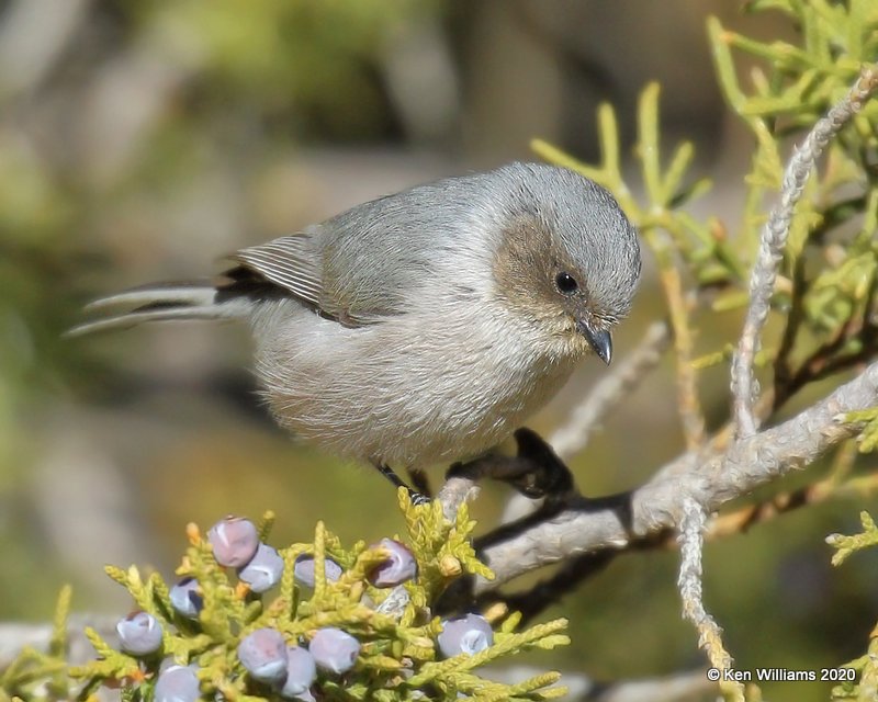 Bushtit male, Cimarron Co, OK, 2-2-20, Jpa_08502.jpg