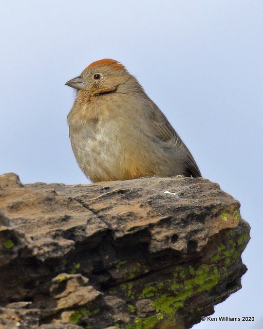 Canyon Towhee immature, Cimarron Co, OK, 2-1-20, Jpa_07134.jpg