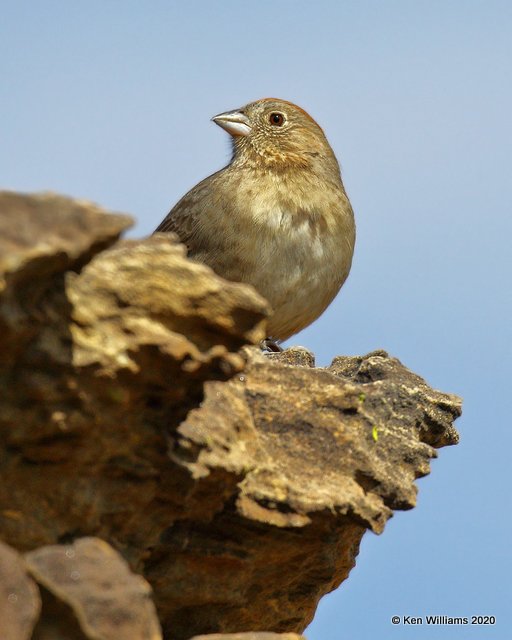 Canyon Towhee immature, Cimarron Co, OK, 2-1-20, Jpa_07151.jpg