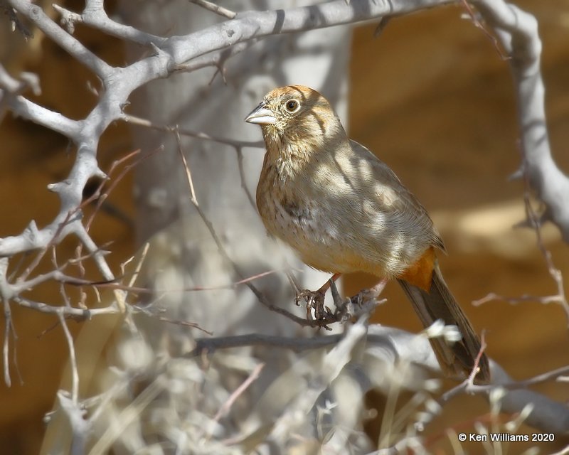 Canyon Towhee immature, Cimarron Co, OK, 2-1-20, Jpa_07160.jpg