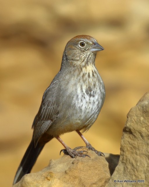 Canyon Towhee immature, Cimarron Co, OK, 2-1-20, Jpa_07182.jpg