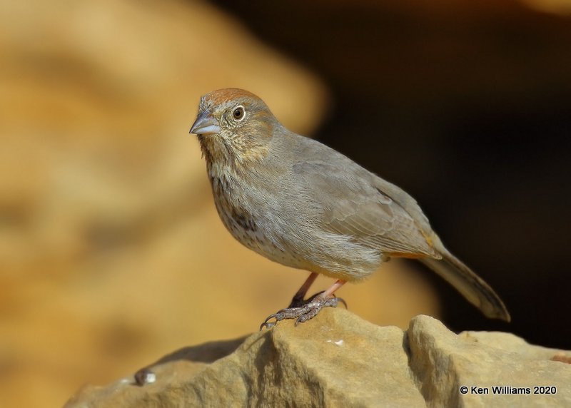 Canyon Towhee immature, Cimarron Co, OK, 2-1-20, Jpa_07194.jpg