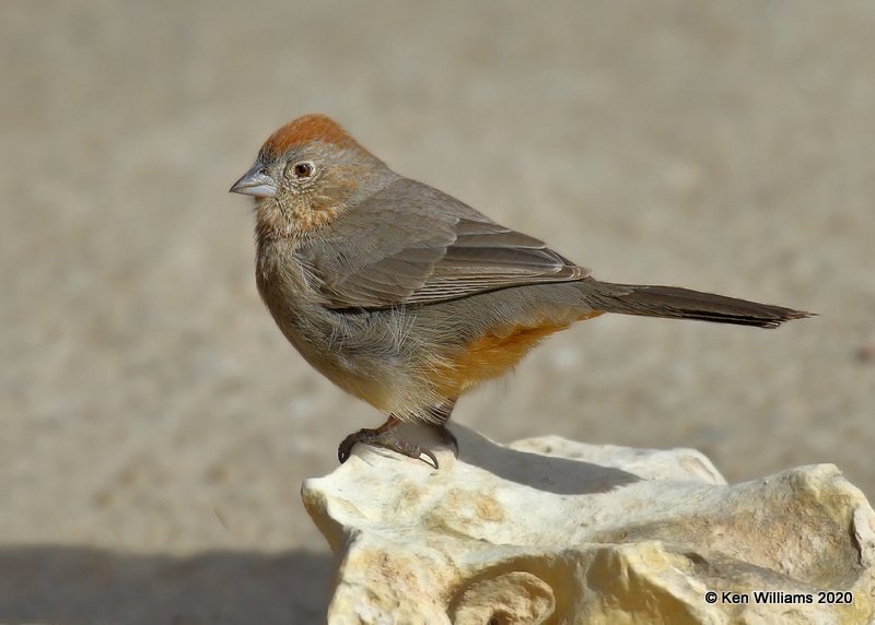 Canyon Towhee, Cimarron Co, OK, 2-1-20, Jpa_07117.jpg