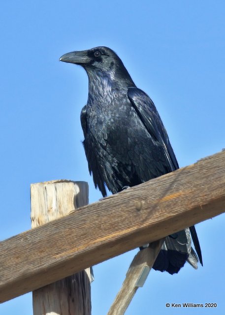 Common Raven, Cimarron Co, OK, 2-1-20, Jpa_06976.jpg