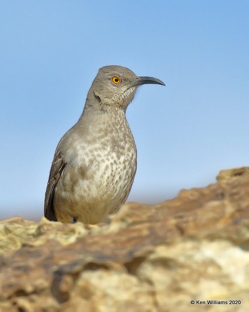 Curved-billed Thrasher, Cimarron Co, OK, 2-1-20, Jpa_07162.jpg