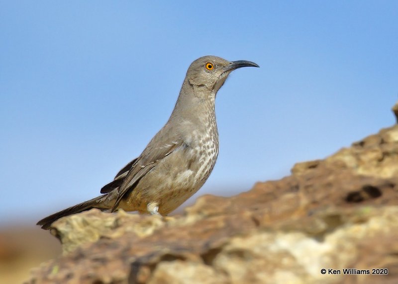 Curved-billed Thrasher, Cimarron Co, OK, 2-1-20, Jpa_07165.jpg