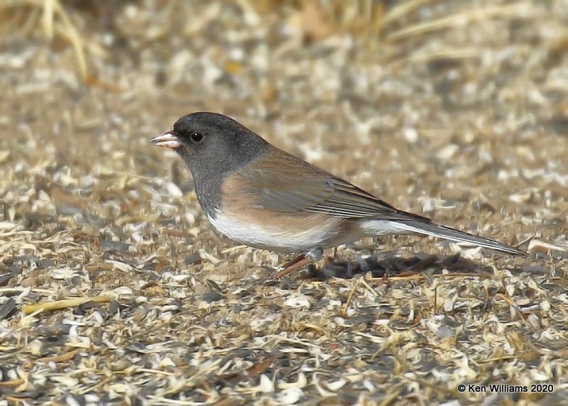 Dark-eyed Junco, Oregon subspecies, Cimarron Co, OK, 2-1-20, Jpa_07018.jpg