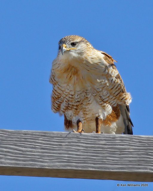 Ferruginous Hawk light morph heavily marked, Texas Co, OK, 1-31-20, Jpa_06843.jpg
