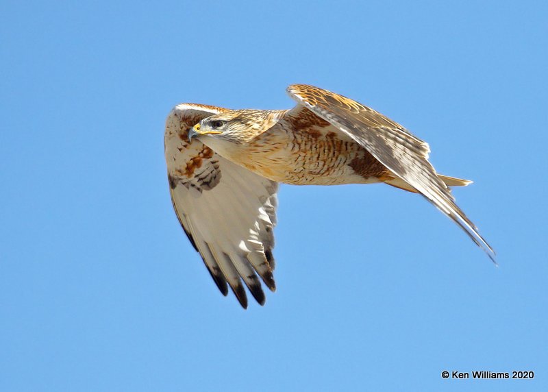 Ferruginous Hawk light morph heavily marked, Texas Co, OK, 1-31-20, Jpa_06848.jpg
