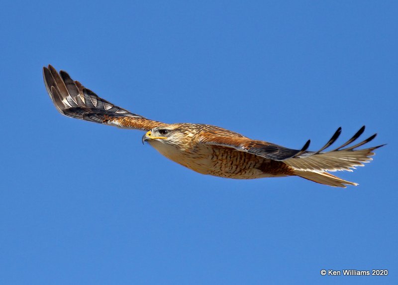 Ferruginous Hawk light morph heavily marked, Texas Co, OK, 1-31-20, Jpa_06851.jpg