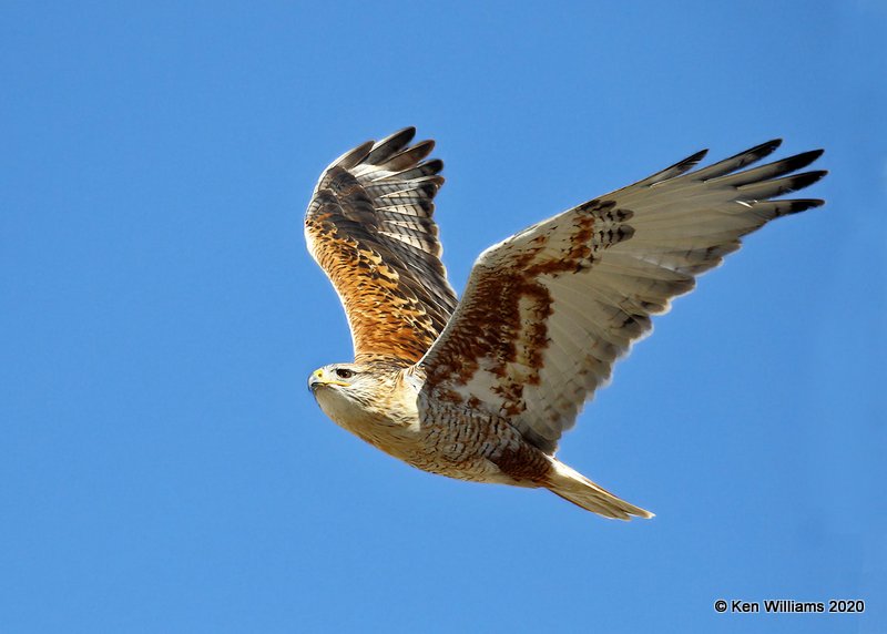 Ferruginous Hawk light morph heavily marked, Texas Co, OK, 1-31-20, Jpa_06855.jpg