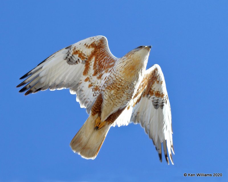 Ferruginous Hawk light morph heavily marked, Texas Co, OK, 1-31-20, Jpa_06858.jpg