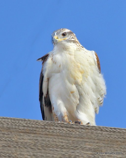 Ferruginous Hawk light morph lighly marked, Cimarron Co, OK, 2-1-20, Jpa_07590.jpg