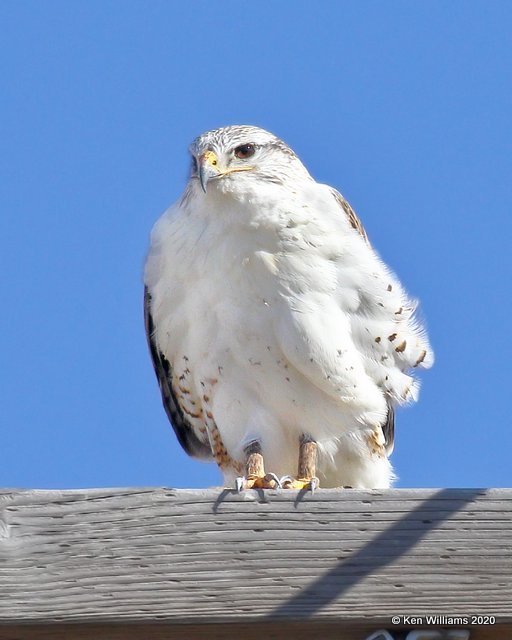 Ferruginous Hawk light morph lighly marked, Texas Co, OK, 1-31-20, Jpa_06877.jpg