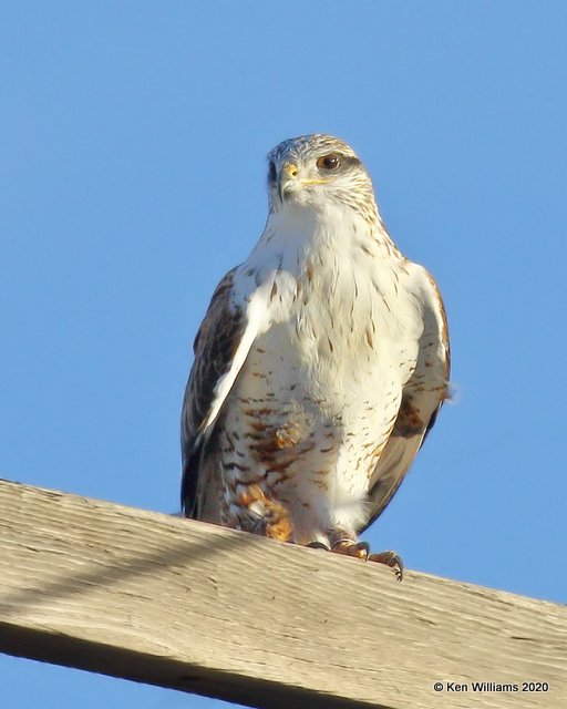 Ferruginous Hawk light morph, Cimarron Co, OK, 1-31-20, Jpa_06914.jpg