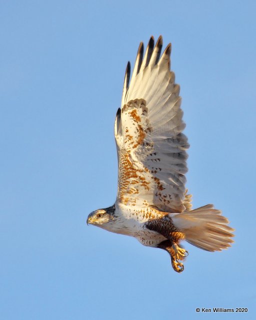 Ferruginous Hawk light morph, Cimarron Co, OK, 1-31-20, Jpa_06917.jpg