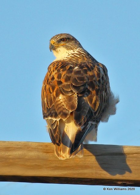 Ferruginous Hawk light morph, Cimarron Co, OK, 1-31-20, Jpa_06950.jpg