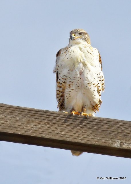 Ferruginous Hawk light morph, Cimarron Co, OK, 2-1-20, Jpa_07374.jpg